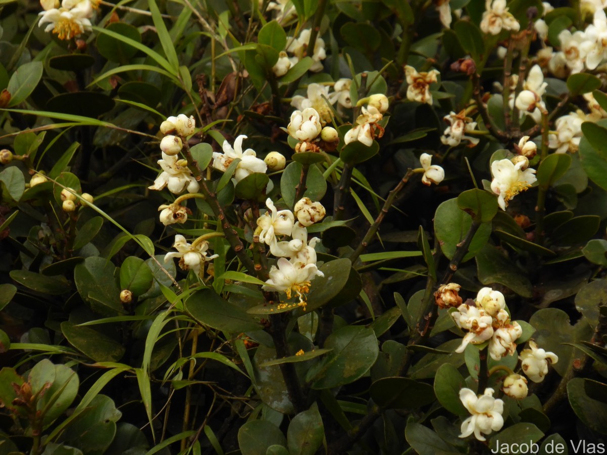 Calophyllum walkeri Wight